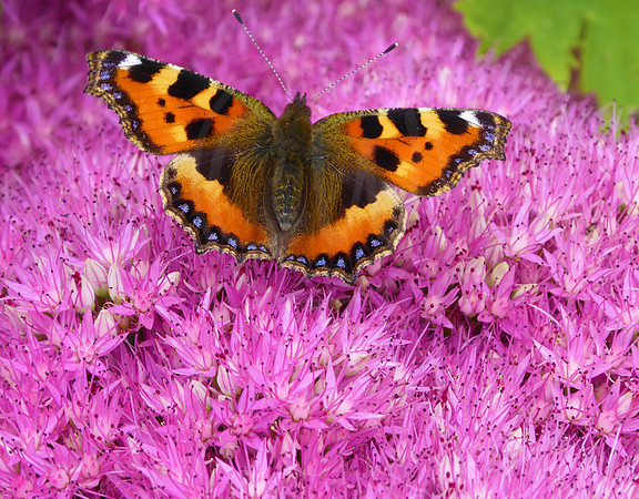Small Tortoiseshell Butterfly