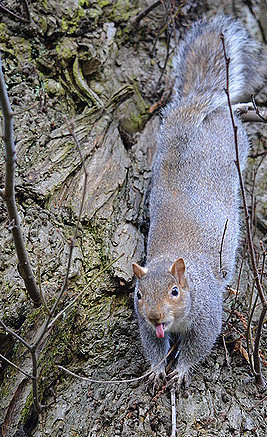 Cheeky Grey Squirrel 3