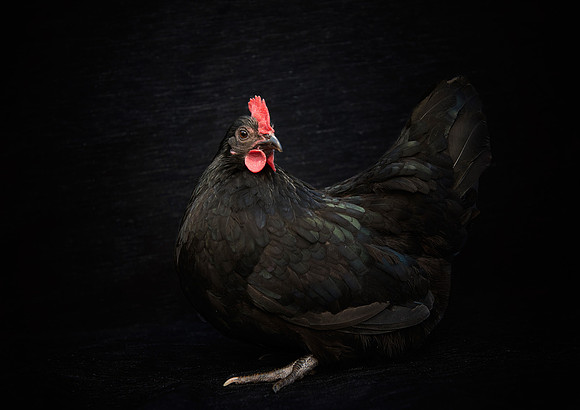 A black Scots Dumpy Bantam Chicken 1