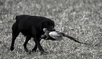 Reble Gundog Photoshoot