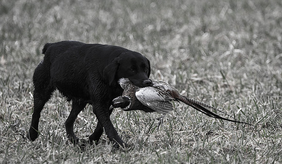 Dog-2