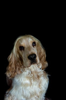 Fudge- Julian Rodway