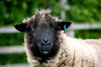 Dolly the Sheep