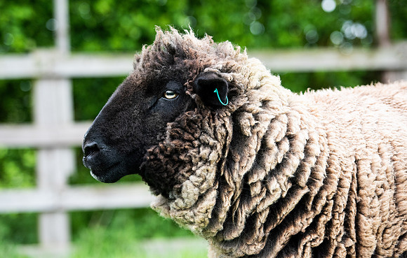 Dolly 2