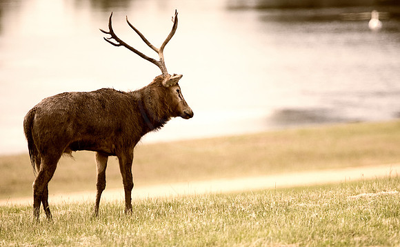 Creative Red Deer Stag 3