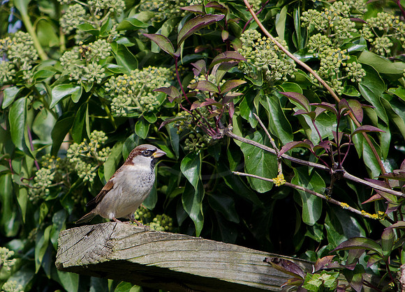 House Sparrow 2