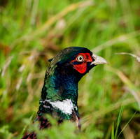 Pheasants