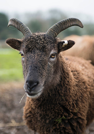 Soay Sheep 16