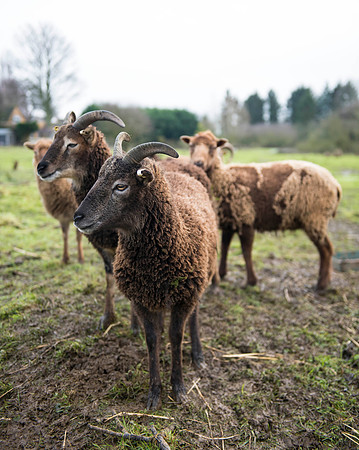Soay Sheep 91