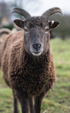 Soay Sheep 51