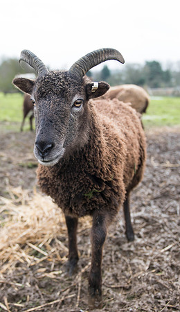 Soay Sheep 19