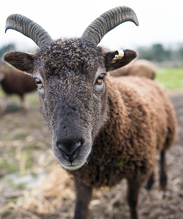 Soay Sheep 18