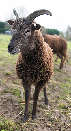 Soay Sheep 26