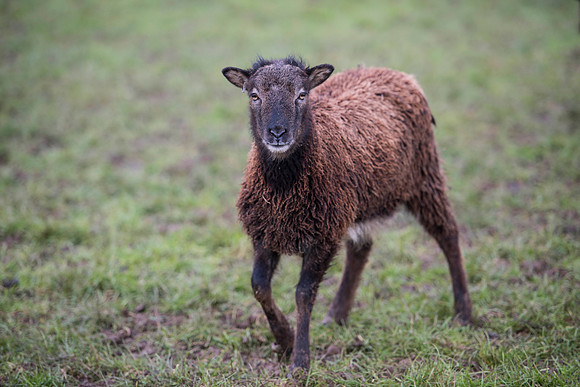 Soay Sheep 3