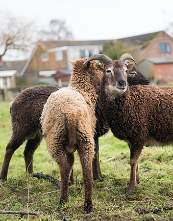 Soay Sheep 43