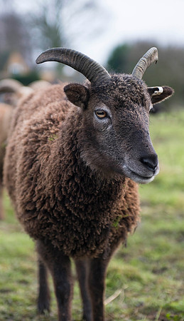 Soay Sheep 52