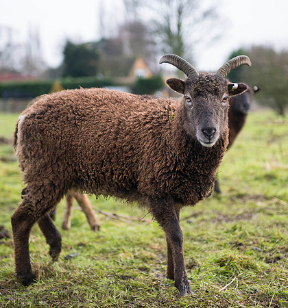 Soay Sheep 48