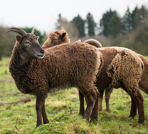 Soay Sheep 63