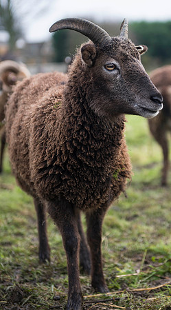 Soay Sheep 53
