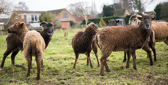 Soay Sheep 45