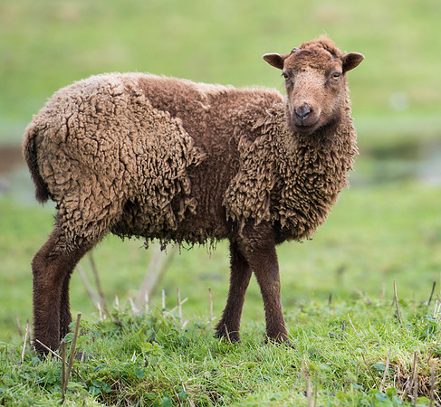 Soay Sheep 90