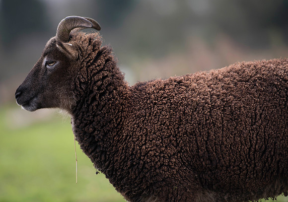 Soay Sheep 81