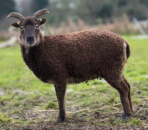 Soay Sheep 80