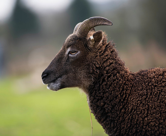 Soay Sheep 86