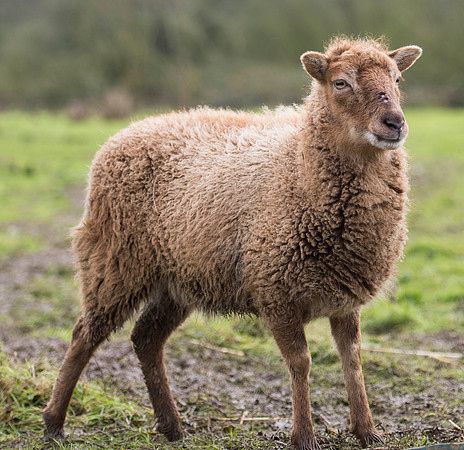 Soay Sheep 67