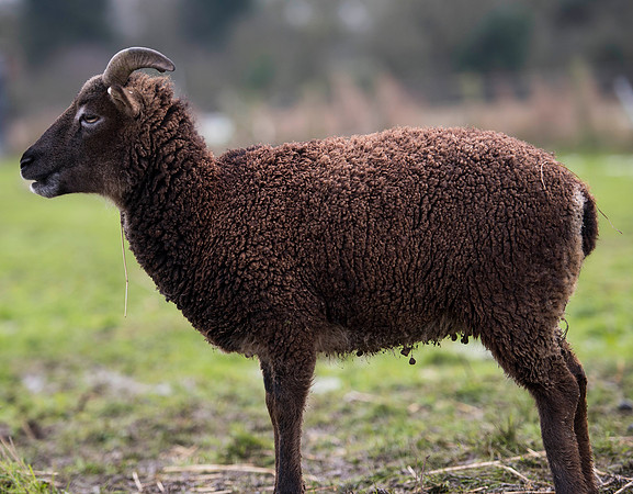 Soay Sheep 70