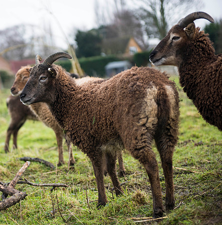 Soay Sheep 30