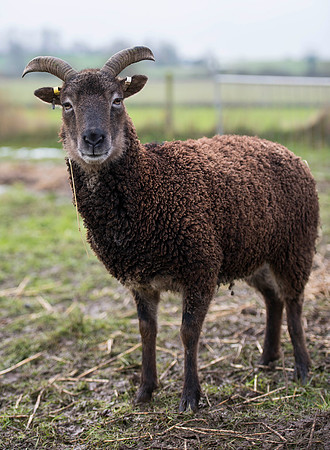 Soay Sheep 88