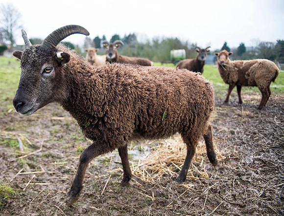Soay Sheep 22