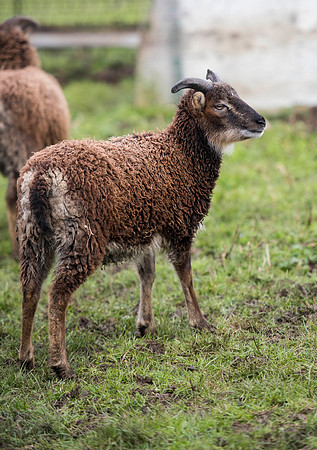 Soay Sheep 96