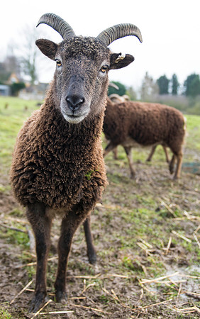 Soay Sheep 25