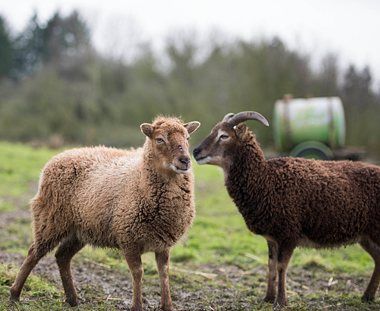Soay Sheep 77