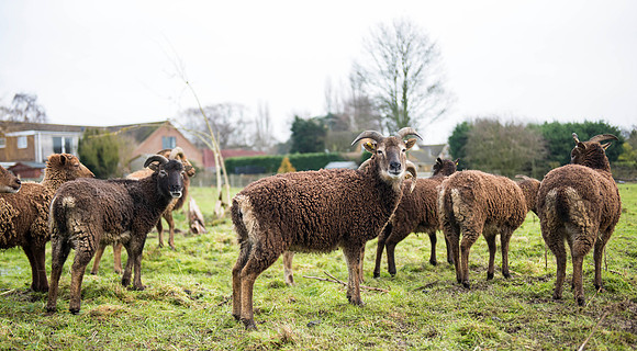 Soay Sheep 55