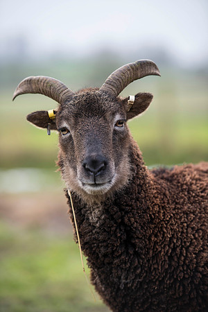 Soay Sheep 89