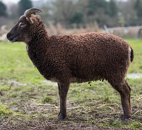 Soay Sheep 87