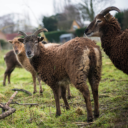 Soay Sheep 29