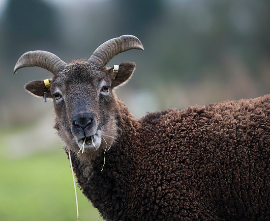 Soay Sheep 65