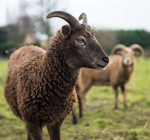 Soay Sheep 37