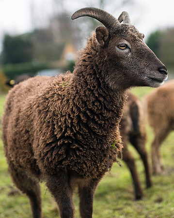 Soay Sheep 41