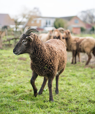 Soay Sheep 10