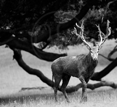 BW Red Deer Stag 1
