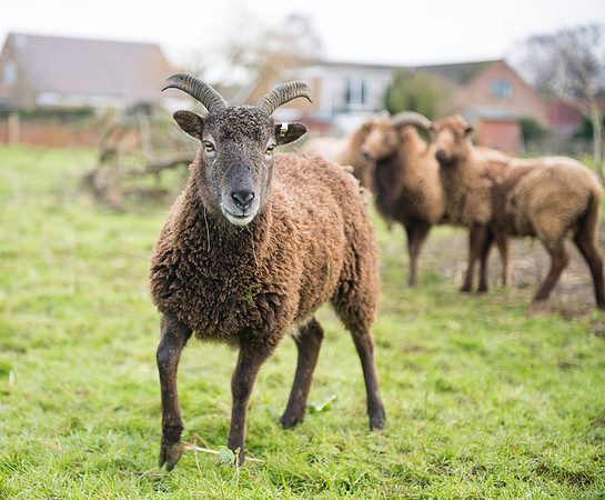 Soay Sheep 5