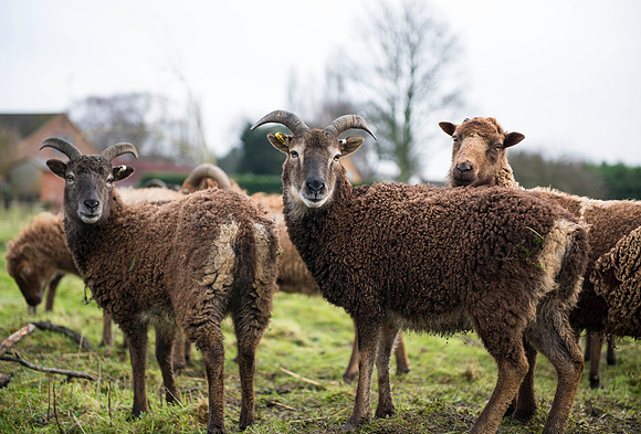 Soay Sheep 32
