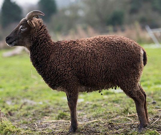 Soay Sheep 84
