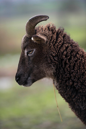 Soay Sheep 92
