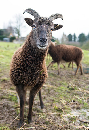 Soay Sheep 24